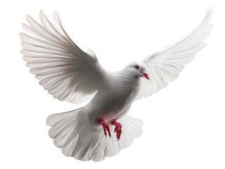 Obraz premium A graceful white dove in mid-flight against a clean background, symbolizing peace and freedom.