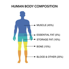 Comparison of healthy male body composition. Human body composition chart vector illustration.