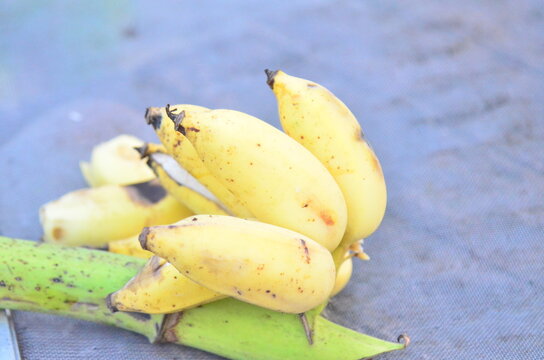 Thai banana fruit.