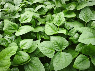 High-Angle Full Frame Photography of Dense Lush Green Leaves with Prominent Veins, Featuring a Natural Organic Texture and Overlapping Foliage Pattern for Botanical and Nature Backgrounds
