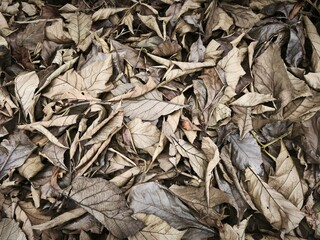 High-Angle Full Frame Photography of a Dense Pile of Fallen Dried Brown Leaves, Featuring a Natural Rugged Texture and Autumnal Earthy Tones for Seasonal and Environmental Backgrounds.
