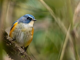 森の薄暗い藪の中で周りを見渡しているルリビタキの雄のクローズアップ