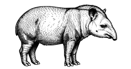 Fototapeta premium Tapir engraving illustration for rare wildlife branding