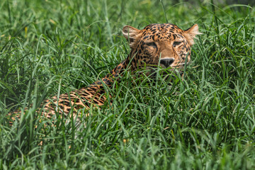 A leopard rests hidden in tall, lush green grass, eyes alert and fur dappled with light — a cinematic wildlife portrait capturing stealth, serenity, and the quiet power of Africa’s most elusive big ca