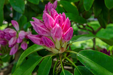 Pink Rhododendron Buds,  Rhododendron catawbiense, Spring Flower Close-Up