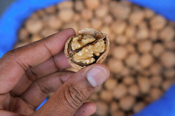 Hand holding walnut with many walnuts in background