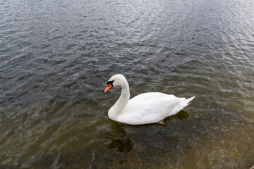 Obraz premium White mute swan swimming gracefully on a calm pond water