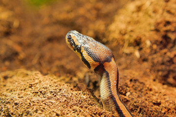 Snake resting on soil in a natural setting