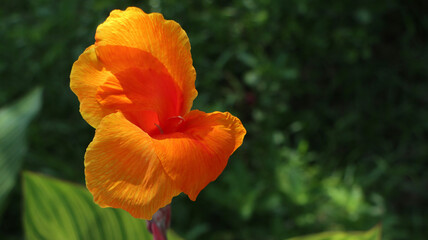 A captivating close-up of a single vibrant orange tropical flower, showcasing its rich, delicate petals and lush green foliage, thriving beautifully in a sunlit garden environment during a warm season © teguhiman