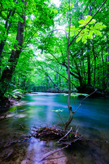 奥入瀬渓流　夏