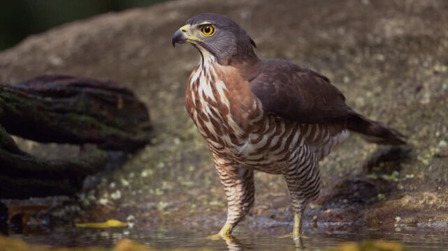 A crested goshawk flies down to drink water from a small pond in a rocky area in the forest.