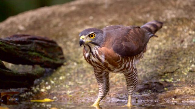 A crested goshawk flies down to drink water from a small pond in a rocky area in the forest.