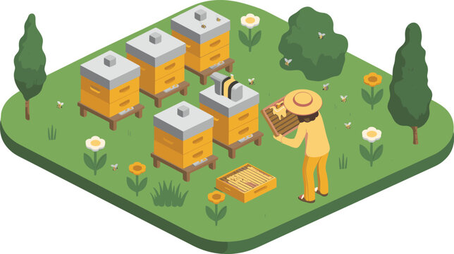 Isometric beekeeping illustration with beekeeper harvesting honey, beehives, bees, garden flowers, sustainable agriculture, apiculture, organic honey production