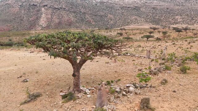 Aerial view of dry, rocky landscape with distinctive frankincense trees stretches across a remote valley, framed by rugged mountains under an overcast sky, conveying isolation and natural resilience.
