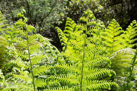 Dicksonia antarctica evergreen tree fern, growing within Mount Field National Park, Tasmania