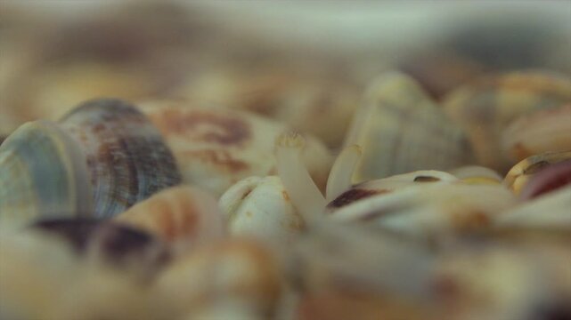The close-up video shows the elongated mouth of a bivalve clam protruding from its shell.