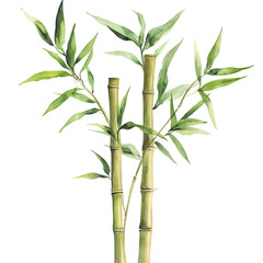 Fototapeta premium bamboo in watercolor style isolated on white and transparent background