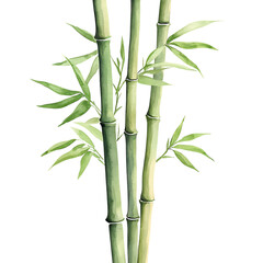 Obraz premium bamboo in watercolor style isolated on white and transparent background