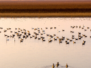 A flock of migratory birds flying at sunset