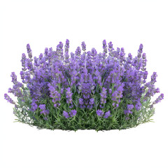 Fototapeta premium Lavender Flower Bush Isolated on White Background – Floral Clipart