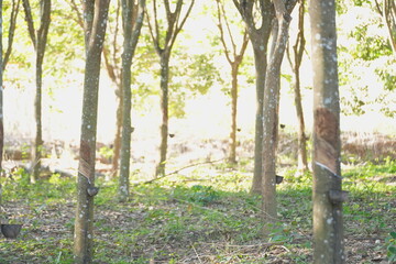 Fototapeta premium Rubber tapping with white latex flowing into a cup on the tree trunk, showing traditional harvesting of natural rubber