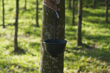  Rubber tapping with white latex flowing into a cup on the tree trunk, showing traditional harvesting of natural rubber