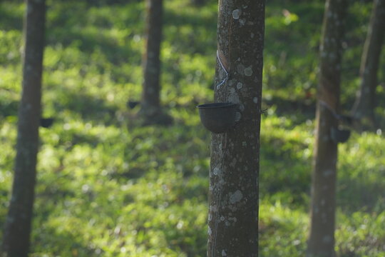  Rubber tapping with white latex flowing into a cup on the tree trunk, showing traditional harvesting of natural rubber