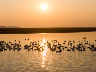 A flock of migratory birds flying at sunset