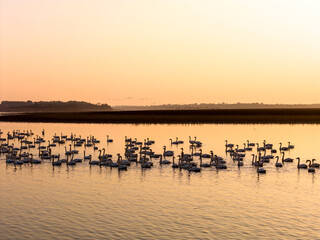 A flock of migratory birds flying at sunset