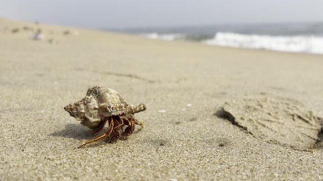 Hermit crab at discarded mollusk shells, moving along the seashore with sea waves in the background.