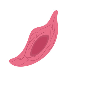 Endothelial Cell. Structure, Function and Types of Endothelial Cell Vector