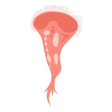 Stentor Illustration. Biological structure of stentor (Stentor anatomy)