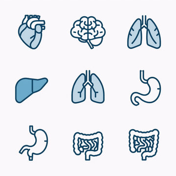 Ilustrasi organ manusia untuk pendidikan kedokteran dan konsep kesehatan.