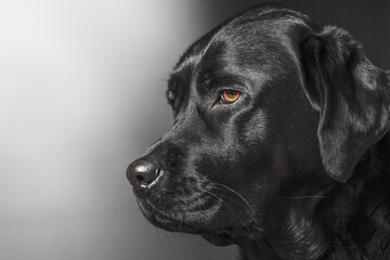 Profile of a black Labrador Retriever dog. Portrait of a pet, dog.