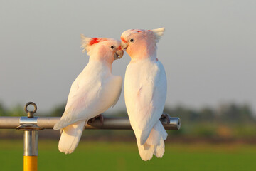 A pair of Major Mitchell's Parrots are happily perched on a parrot stand, enjoying the morning breeze.