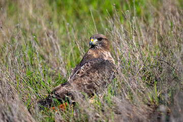 Red-tailed hawk resting in tall grass at Rancho San Antonio nature preserve