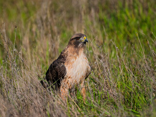 Obraz premium Red-tailed hawk standing alert in grassy field habitat