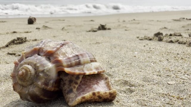 Seashell on the beach sand with waves on the background.