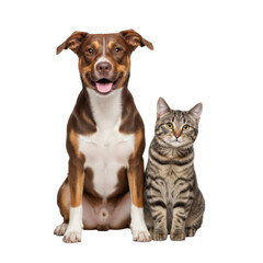 Obraz premium Dog and cat sitting together isolated on transparent background
