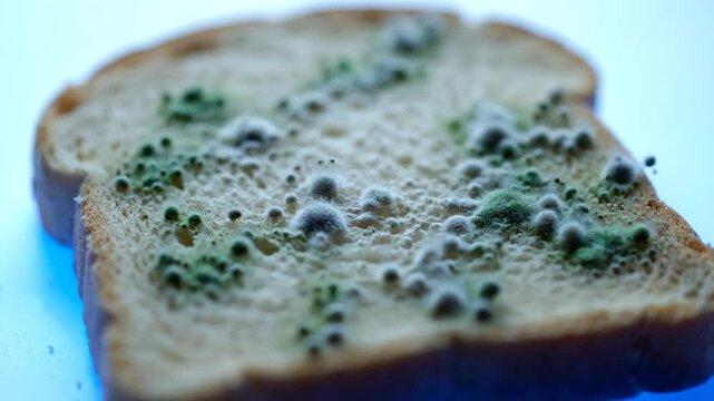 Moldy Bread Slice shows fungal growth on surface, an Unappetizing Sight