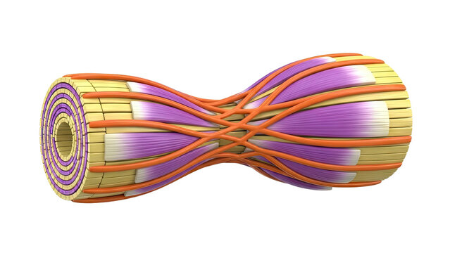 3D model of a muscle fiber cross-section with connective tissue