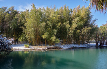 Bamboo grove on the shore of a pond in park Southern Cultures under snow in winter. Sirius. Russia
