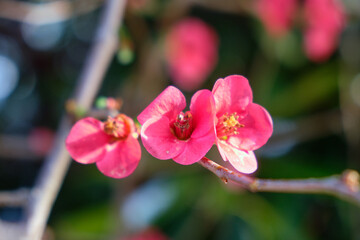 Blooming Chaenomeles japonica with red flowers.