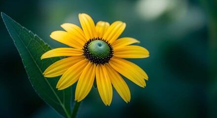 Obraz premium Close-up of a vibrant yellow flower with green center and lush green leaves in natural outdoor setting for gardening nature and floral design projects