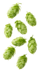Falling green hop, isolated on transparent background