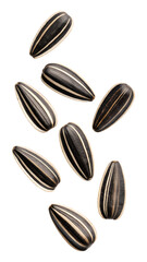 Sunflower seeds falling isolated on a transparent background