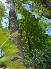 Fototapeta premium Looking up at tall trees with textured trunks and vibrant green foliage