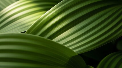 Close-up of vibrant green tropical leaves with glossy surface and natural texture ideal for nature outdoor plant botanical themes