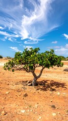 Fototapeta premium Lonely green tree stands firm against an arid, rocky landscape under a bright, cloudscape