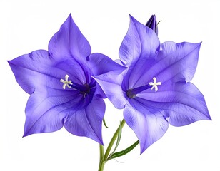 Two vivid, bell-shaped flowers of lavender hue, with delicate details